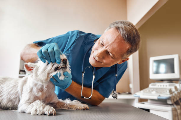 Best Walk-In Emergency Dentist in Hermantown, MN